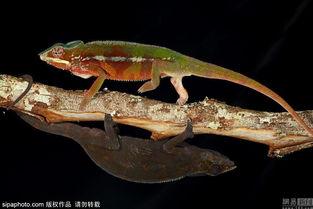 日本变色龙,自然界的变色魔术师