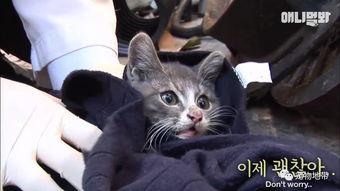 小猫的泪在线播放,感人宠物故事在线播放