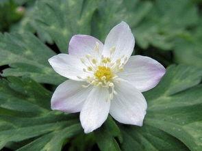 日本歌曲二轮草,日本民谣中的生命之舞