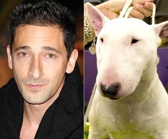 很像明星的动物,揭秘那些与明星神似的动物传奇