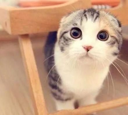 娱乐吃瓜君和折耳猫后续,一场跨界奇遇记